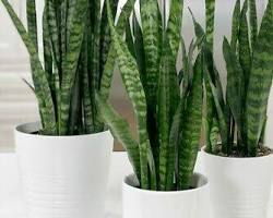 Lidah Mertua (Sansevieria trifasciata)