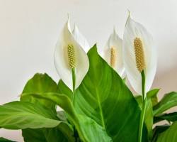 Peace Lily (Spathiphyllum)