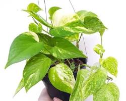 Sirih Gading (Epipremnum aureum)