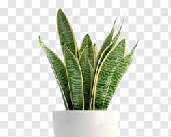 Tanaman Ular (Snake Plant)