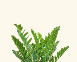 ZZ Plant (Zamioculcas zamiifolia)