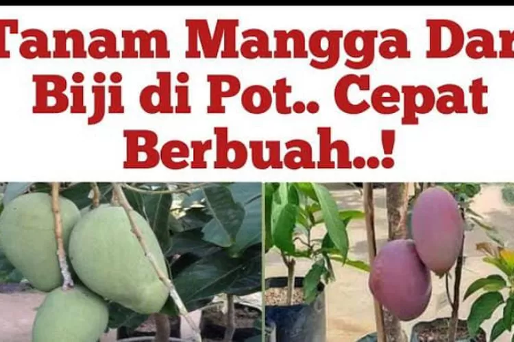 8 Cara Agar Mangga dari Biji Pendek dan Cepat Berbuah